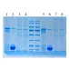 Servicebio 5×SDS-PAGE Protein Loading Buffer (無味, 還原型)