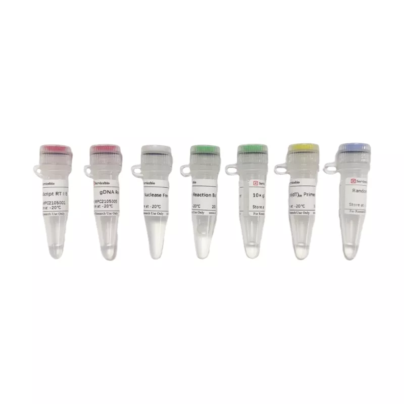 SweScript RT I First Strand cDNA Synthesis Kit (With gDNA Remover)