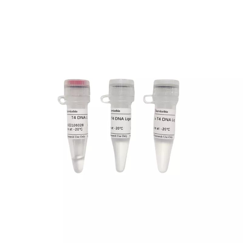Servicebio T4 DNA Ligase (5 U/μL )