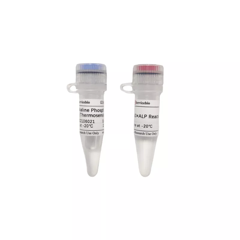 Servicebio Alkaline Phosphatase