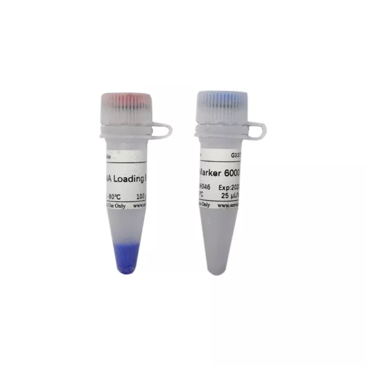 Servicebio RNA Marker 6000