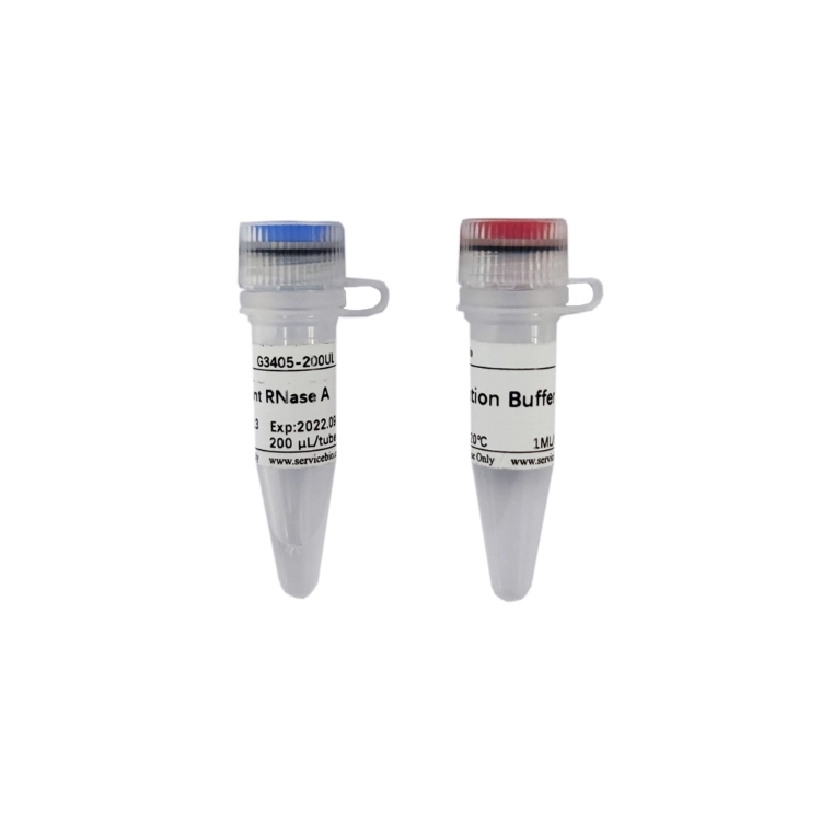 Servicebio Recombinant RNase A(10mg/mL)