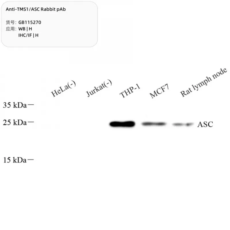 Anti-TMS1/ASC Rabbit pAb