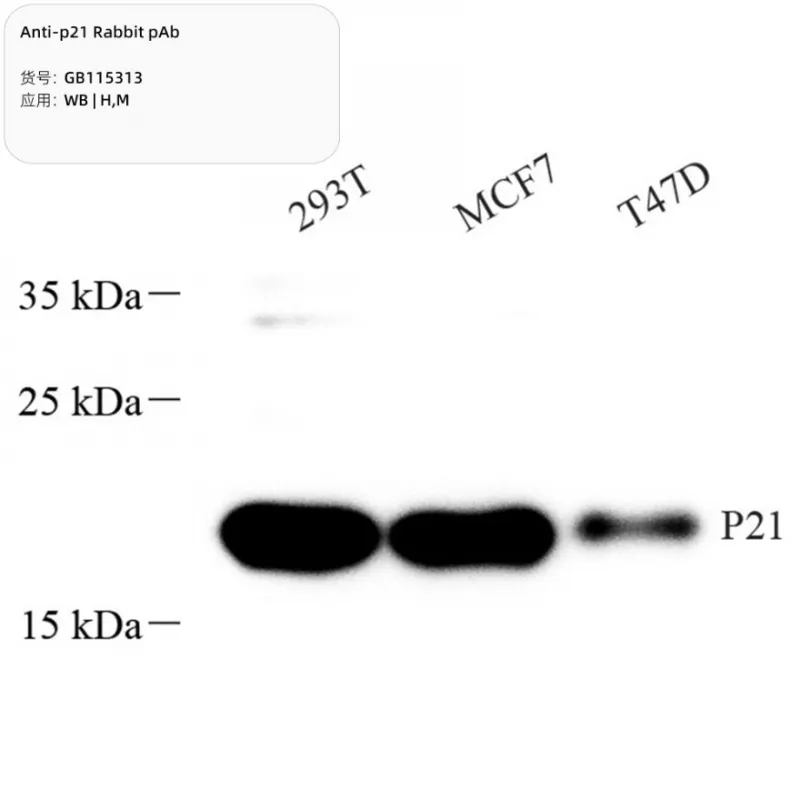 Anti-p21 Rabbit pAb