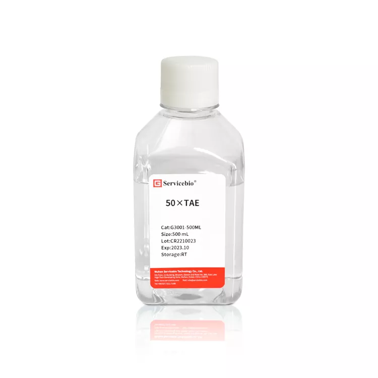 Servicebio 50×TAE 電泳緩衝液