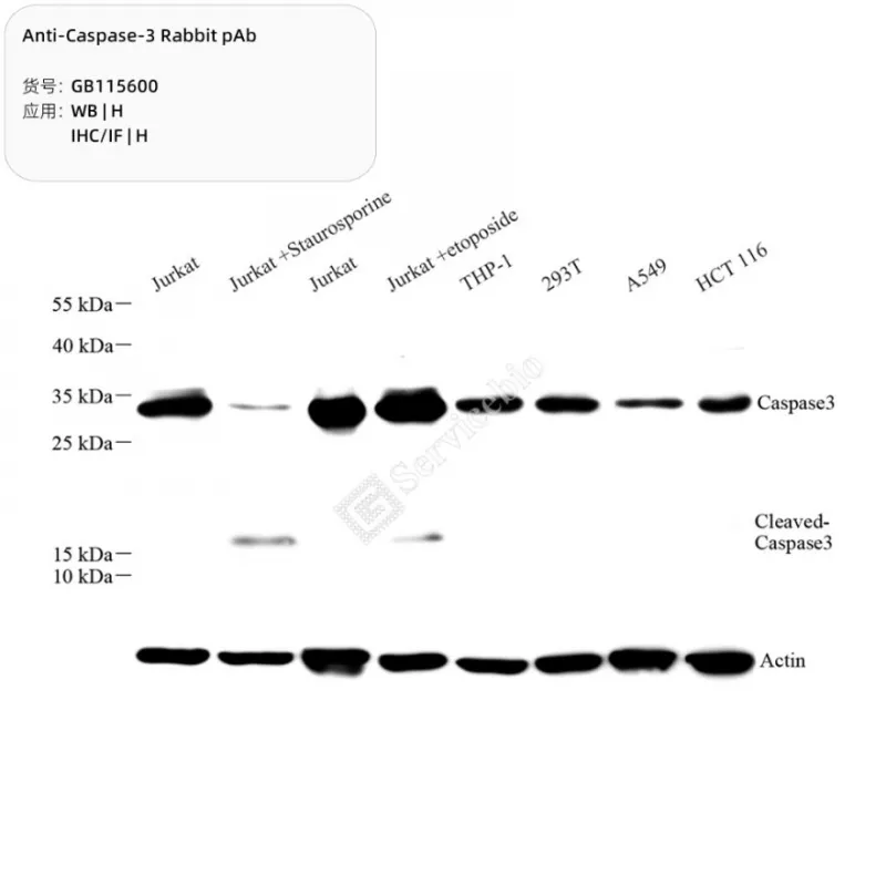 Anti-Caspase-3 Rabbit pAb