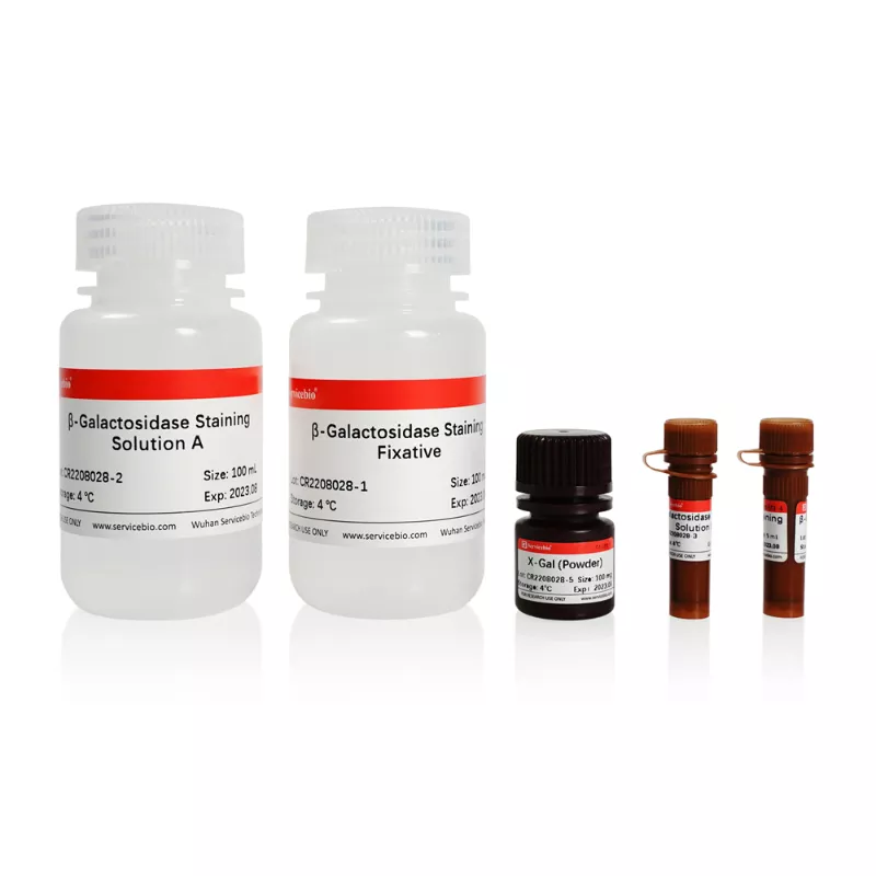 Servicebio Aging Cell β-galactosidase Staining Kit
