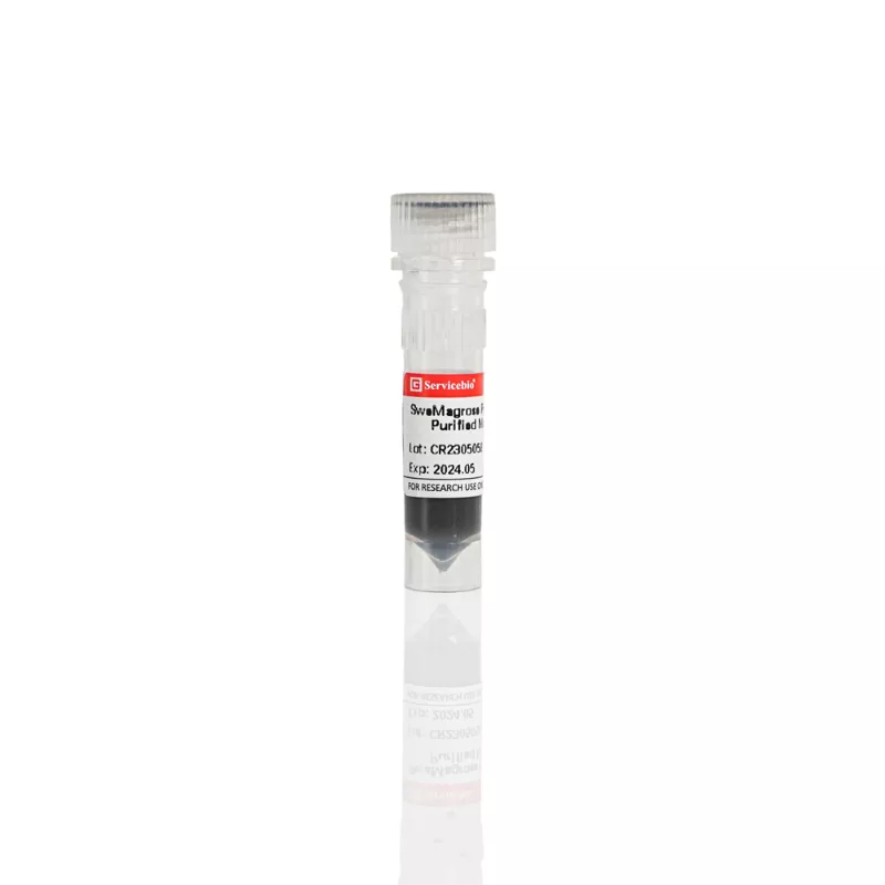 Servicebio SweMagrose Protein A Antibody Purified Magnetic Beads