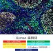 TSAPLus 多重螢光染色試劑組 (6標7色)
