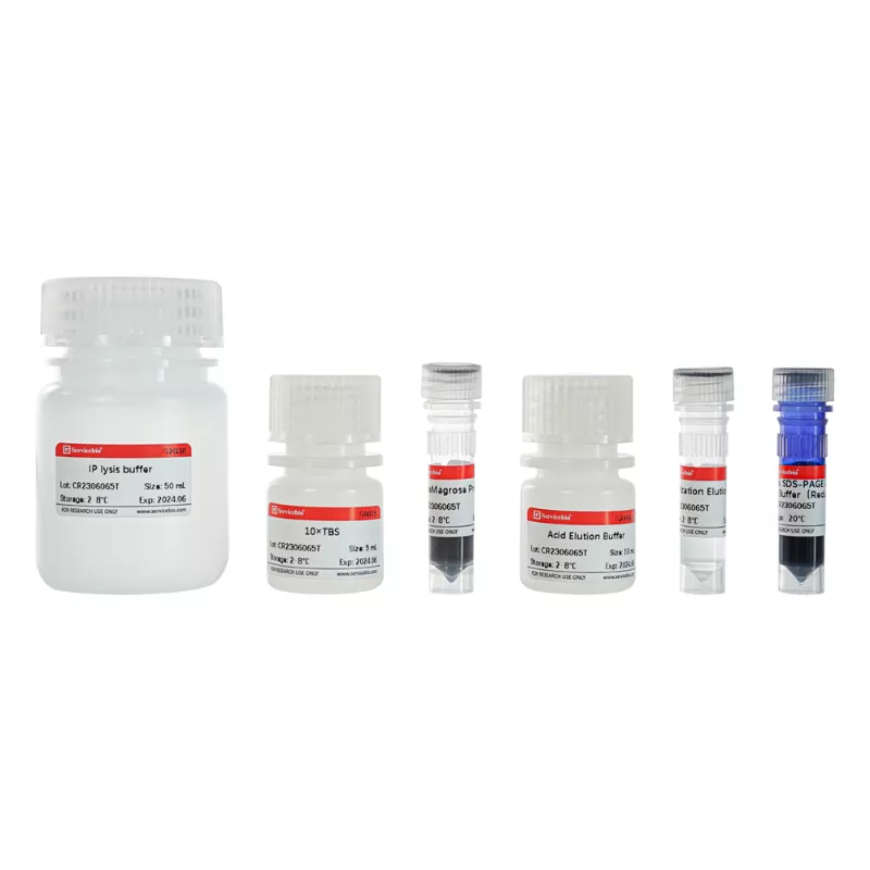 Servicebio 蛋白免疫沉澱試劑盒 (Protein G 磁珠法)