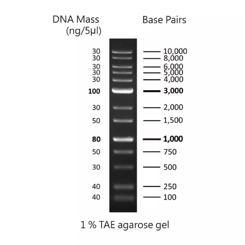 ZEJU DNA Ladder 100-10kb | 賾屨有限公司