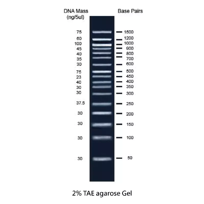 ZEJU DNA Ladder 50 bp 