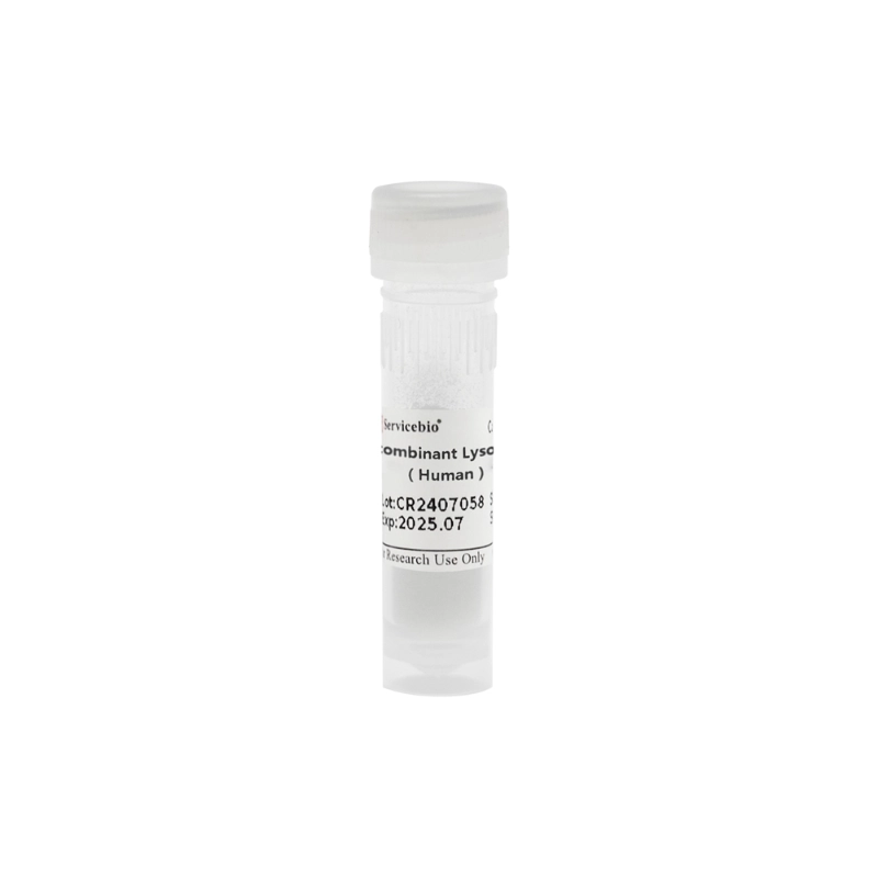 Servicebio Recombinant Lysozyme(Human)溶菌酶
