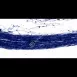 Servicebio 神經組織固定液