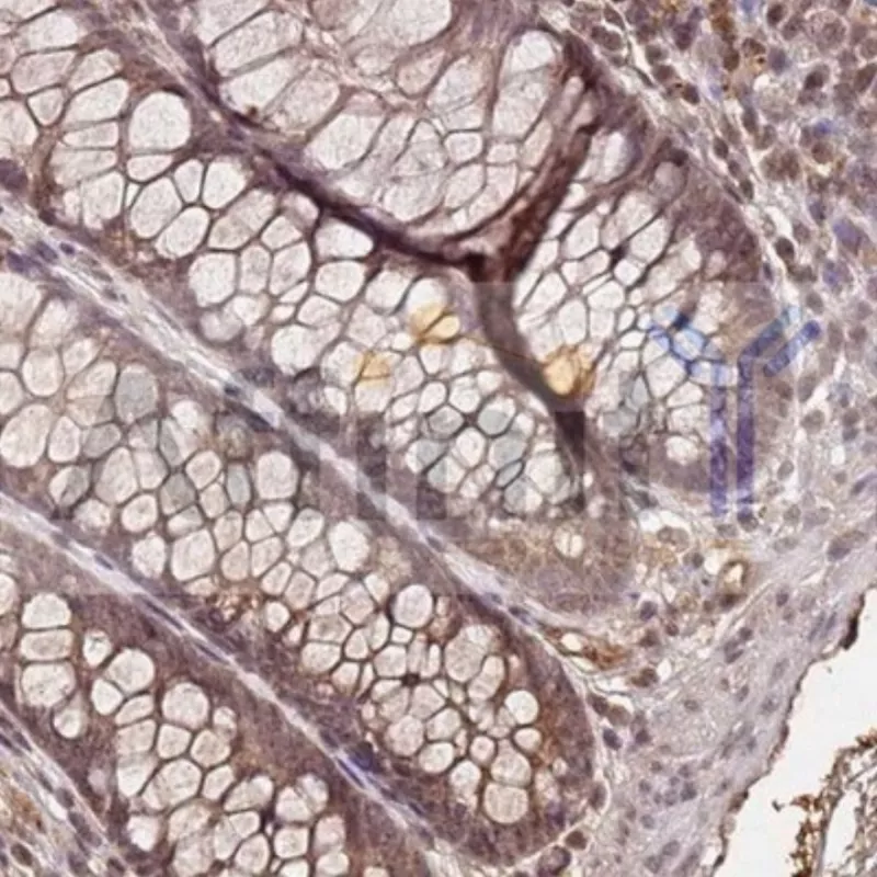 Affinity Collagen II Antibody