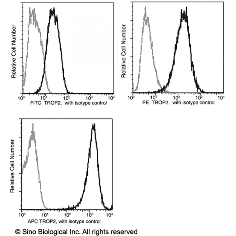 Sinobiological Recombinant Anti-TROP-2 Antibody (APC), Rabbit Monoclonal