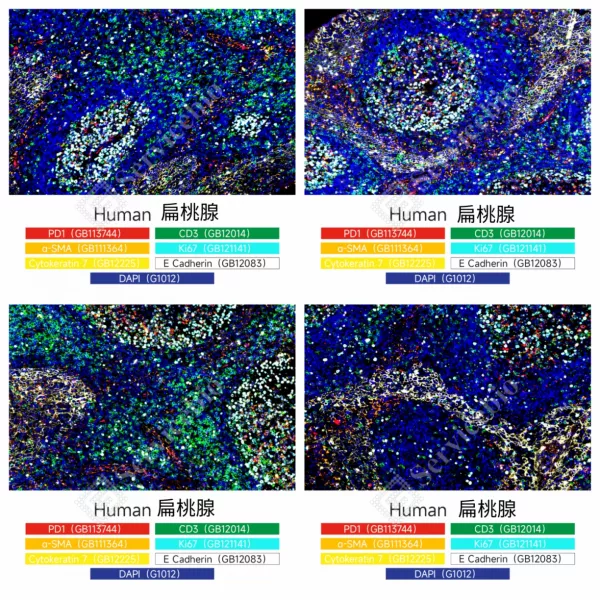 Servicebio 免疫螢光試劑