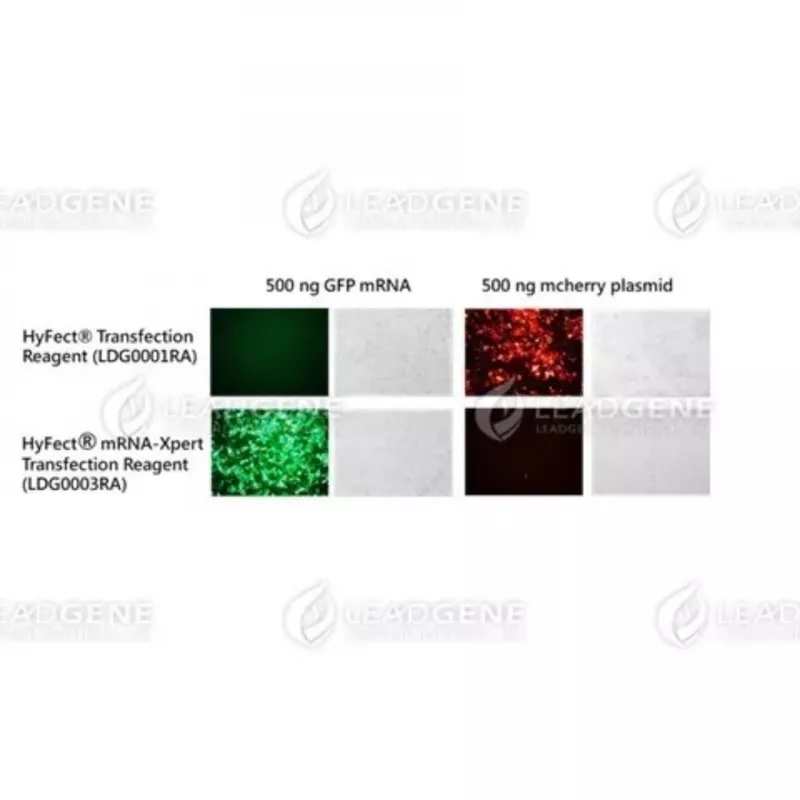 HyFect® Transfection Reagent